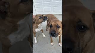 Video preview image #1 Boxer-Unknown Mix Puppy For Sale in Thomasville, NC, USA