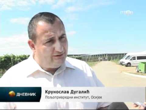 Fruškogorska jabuka spaja Srbiju i Hrvatsku