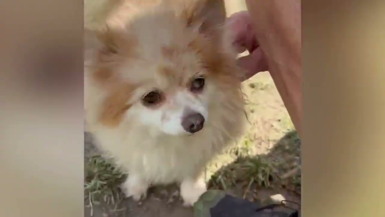 Enlarge Mali, a Adopted Pomeranian in Shippenville, PA video 5/5