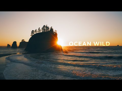 Jordan Critz - Ocean Wild