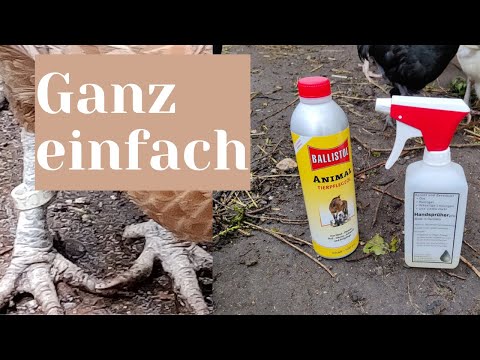 Kalkbeine bei Hühnern behandeln