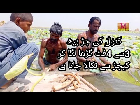 VLOG BEEH BEECH VEGITABLE LOTUS FLOWERS  ROOTS MOOMAL TV بیھ کی  سبزی کنول کی جڑ