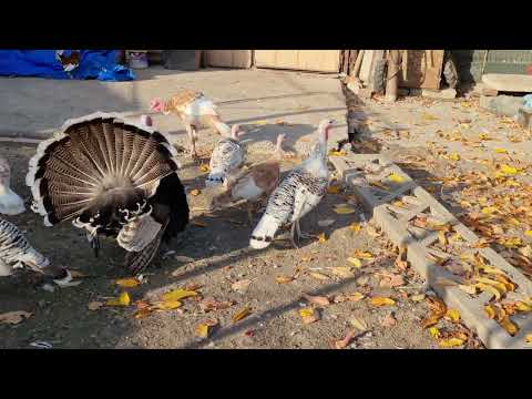 Curci și curcani țărănești🦃