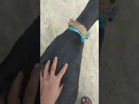 massage for goat 🐐😅🤣 #shorts