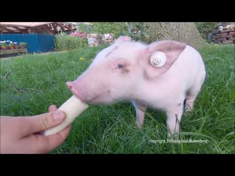 Frederik - Ein Ferkel sprang aus fahrendem Transporter in die Freiheit