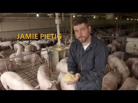 Finisher Pig Care - Feeder Adjustment