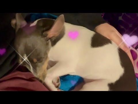 Mummy Cuddle Time #puppy #puppylove #cute #dog #cuddle #hearttouching #beautiful #motherslove #love