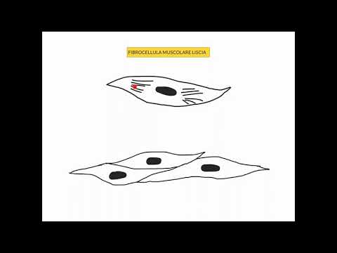 CORSO DI ISTOLOGIA LEZIONE 26 DI 30 TESSUTO MUSCOLARE PARTE 5