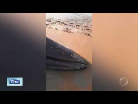 BALEIA ENCALHADA EM PRAIA DO MARAJÓ