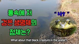 황소개구리 올챙이와 아들의 뮤직박스(Tadpole Tadpoles and Son&#39;s Music Box)