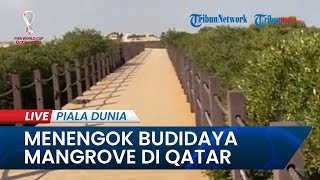 PIALA DUNIA 2022: Mau Tahu Budidaya Mangrove di Qatar? Ini Pemandangannya
