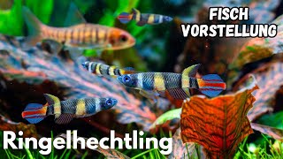 Ringelhechtling - Epiplatys annulatus | Liquid Nature Fisch Vorstellung
