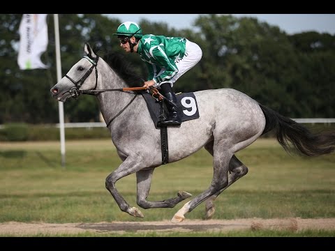 Magdeburg: Preis Konsum Optimal Kauf e.G. (D) - Siegerin: Amazing Grey
