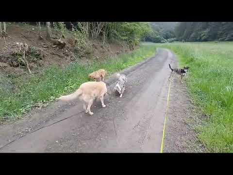 Vitani ist Interessiert dabei  2024 06 02