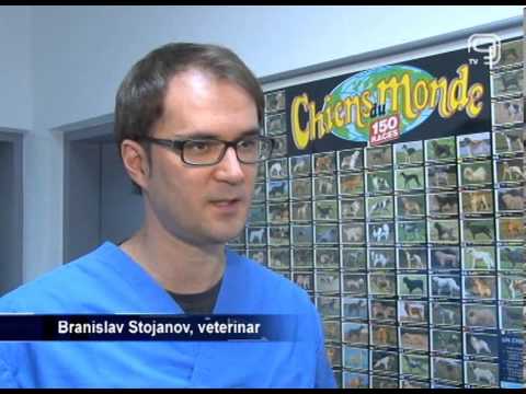 download lagu mp3 mp4 Pasos Za Pse, download lagu Pasos Za Pse gratis, unduh video klip Pasos Za Pse