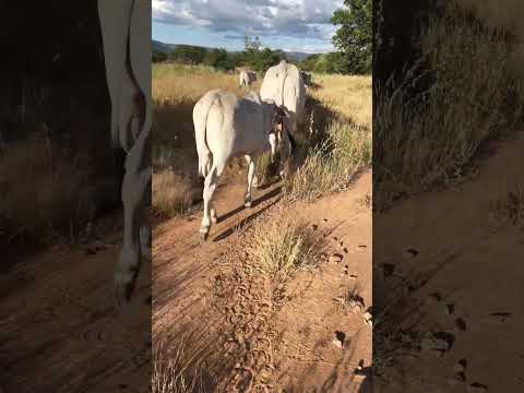 Aqui na minha região @ não passa de 300#￼ Ibitiara Bahia