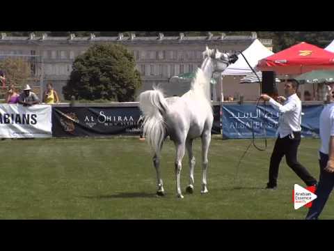 N.80 BAAREZ EL FARIDA - Chantilly 2015 AWC - Stallions 4 to 6 years old (Class 9)