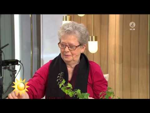 Gerda Hansen från Höganäs skrapar Triss - Nyhetsmorgon (TV4)