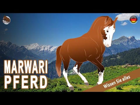 , title : 'MARWARI PFERD, die besten Pferde für Rathore-Herrscher, PFERDERASSEN'