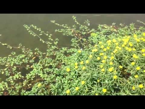 Cosa combina la Ludwigia al lago di Varese