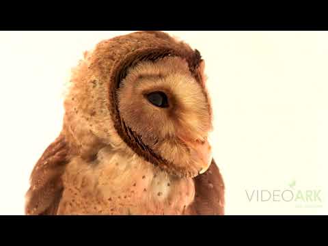 Tyto nigrobrunnea Jakarta