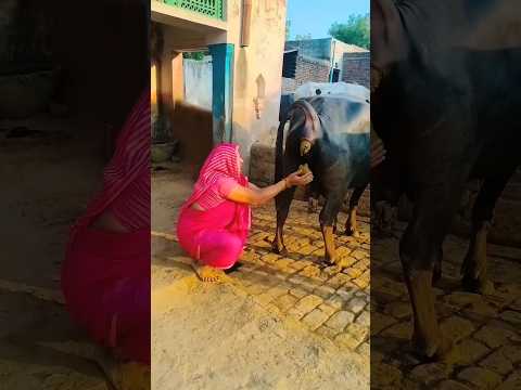 bhains ka gobar 😋😱😋🐃