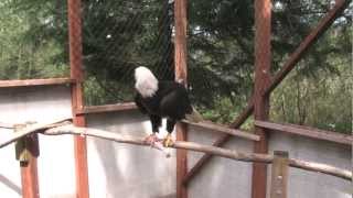 Our Eagles Are Calling