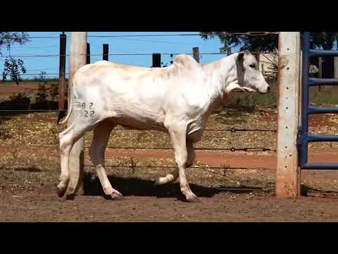 BEZERRA BEZERRA NELORE - XENIKA B.BELO - BBZ  9922