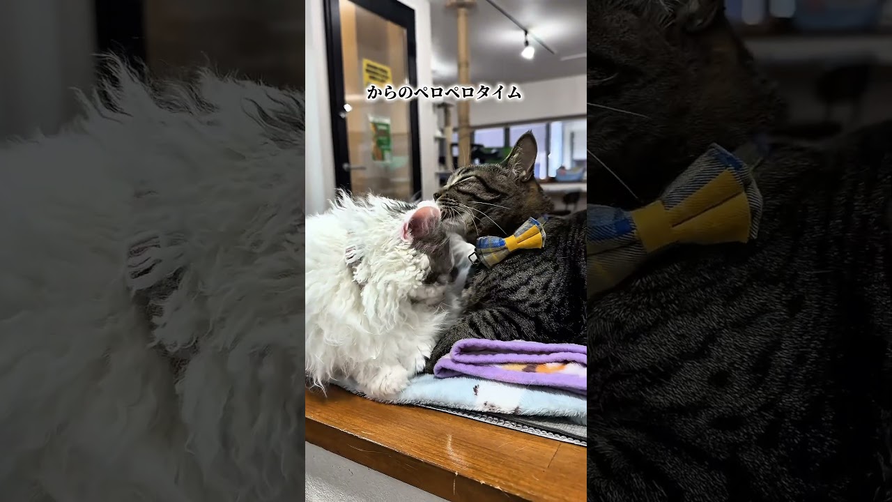 続【コミュ障】たまちゃん。