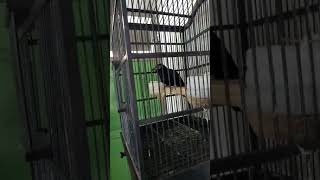 Download lagu Tuwu Palu moes kotanagaya 085394053811 mp3