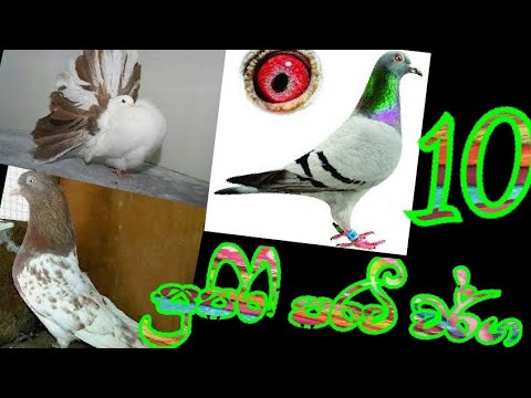 supiri paravi varga 10/sl animal world