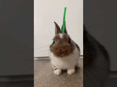 TELETUBBIES RABBIT VERSION