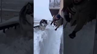Husky Trapped by Snow Walls Reunited with Owners #dog #husky  #rescue #shorts #youtubeshorts