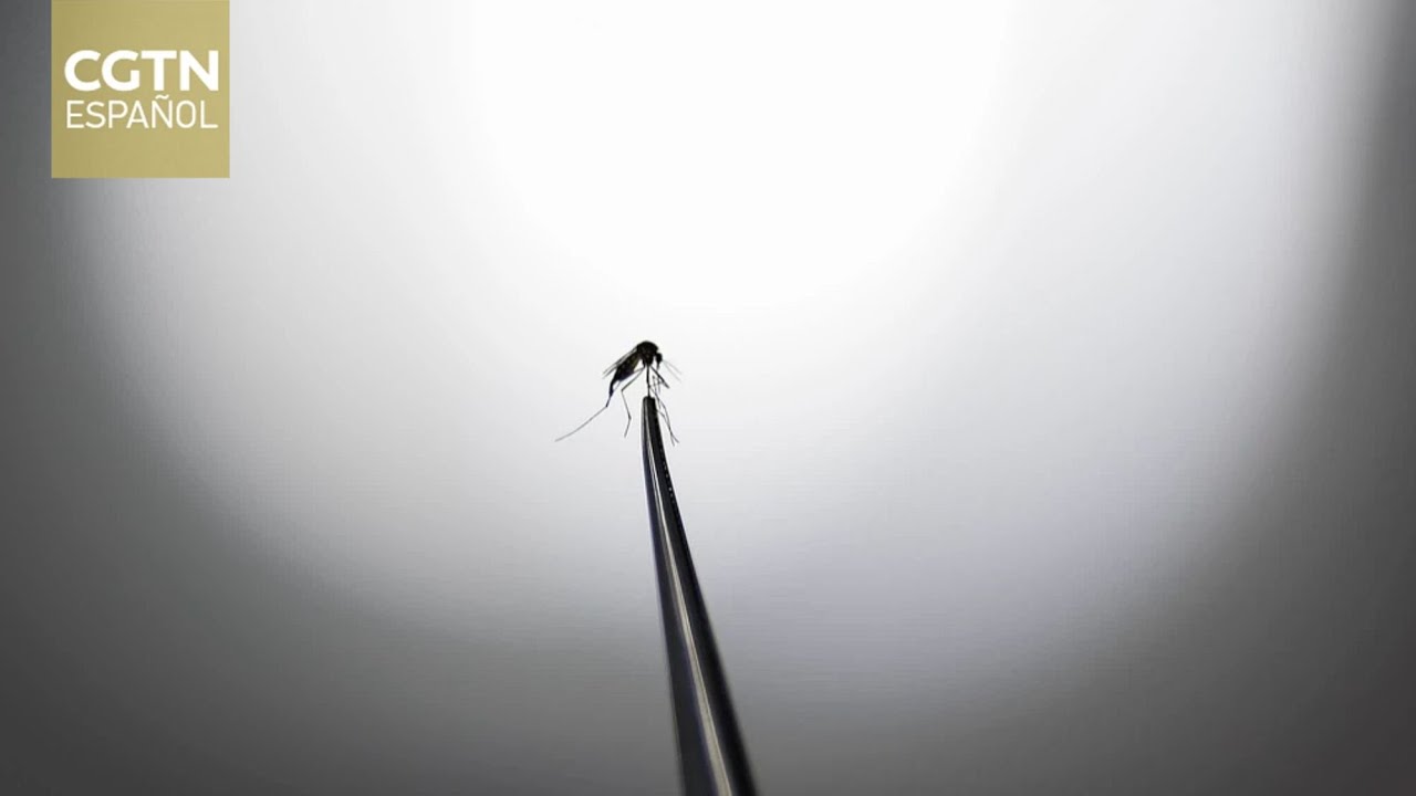 Un investigador brasileño crea un mosquito que no transmite el dengue
