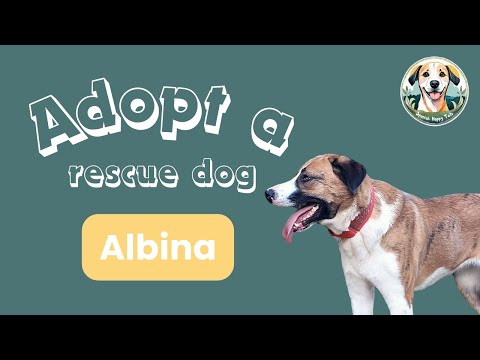 Albina and Lennox, Spanish Mastin mix and German Shepherd mix