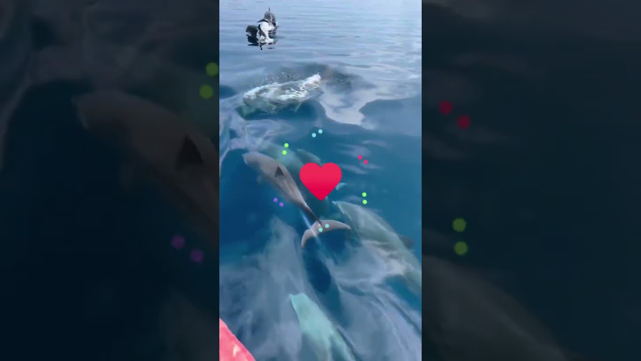 Hilmi English class  Truffle