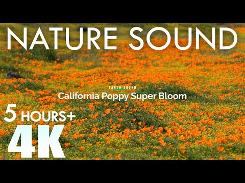 EARTH SOUND Poppy Super Bloom 1 Nature Sounds Spring Birds 5 Hours Relaxation Antelope Valley