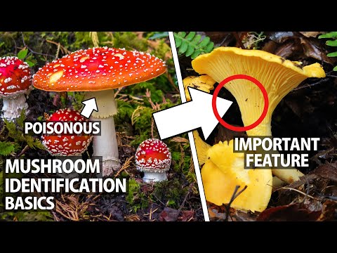 Beginner's Guide to Wild Mushroom Identification