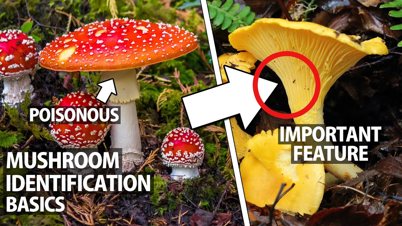 Beginner's Guide to Wild Mushroom Identification