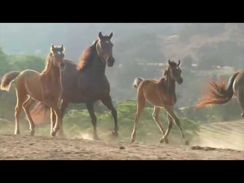 Aljassimya | SPONSOR