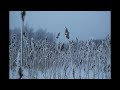 Vladislav Delay - Lumi