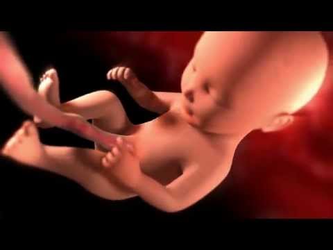 20-24 неделя беременности