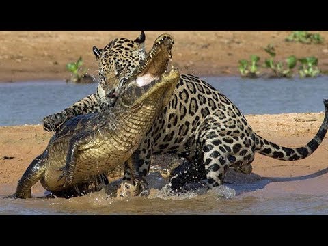 Quand les Animaux se battent entre Eux