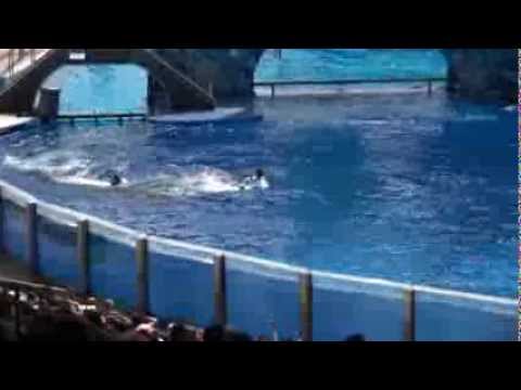 Killer whale kills trainer at Orlando's Sea World:-( -Dawn Brancheau Rip