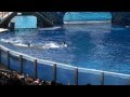 Killer Whale Kills Trainer At Orlando S Sea World Dawn Brancheau Rip