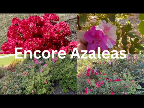 Encore Azaleas ... My Experience