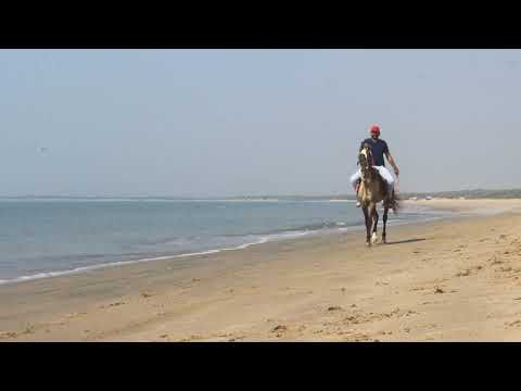 Mandvi Beach Horse Riding With Sultan | Rider Mohit Joshi