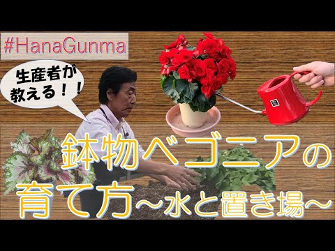 ベゴニアの花を咲かせるにはどうすればよいですか？栽培方法、開花、手入れのヒント  庭園