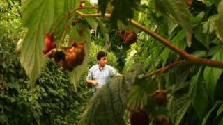 Berries: análisis foliar en la frambuesa
