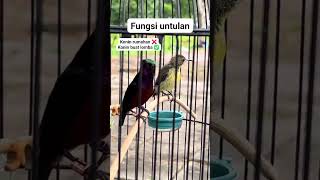 Download lagu Fungsi konin pakek sistem untul#bird #kolibri #konin #koninmania #kicaumania #burung #shorts mp3